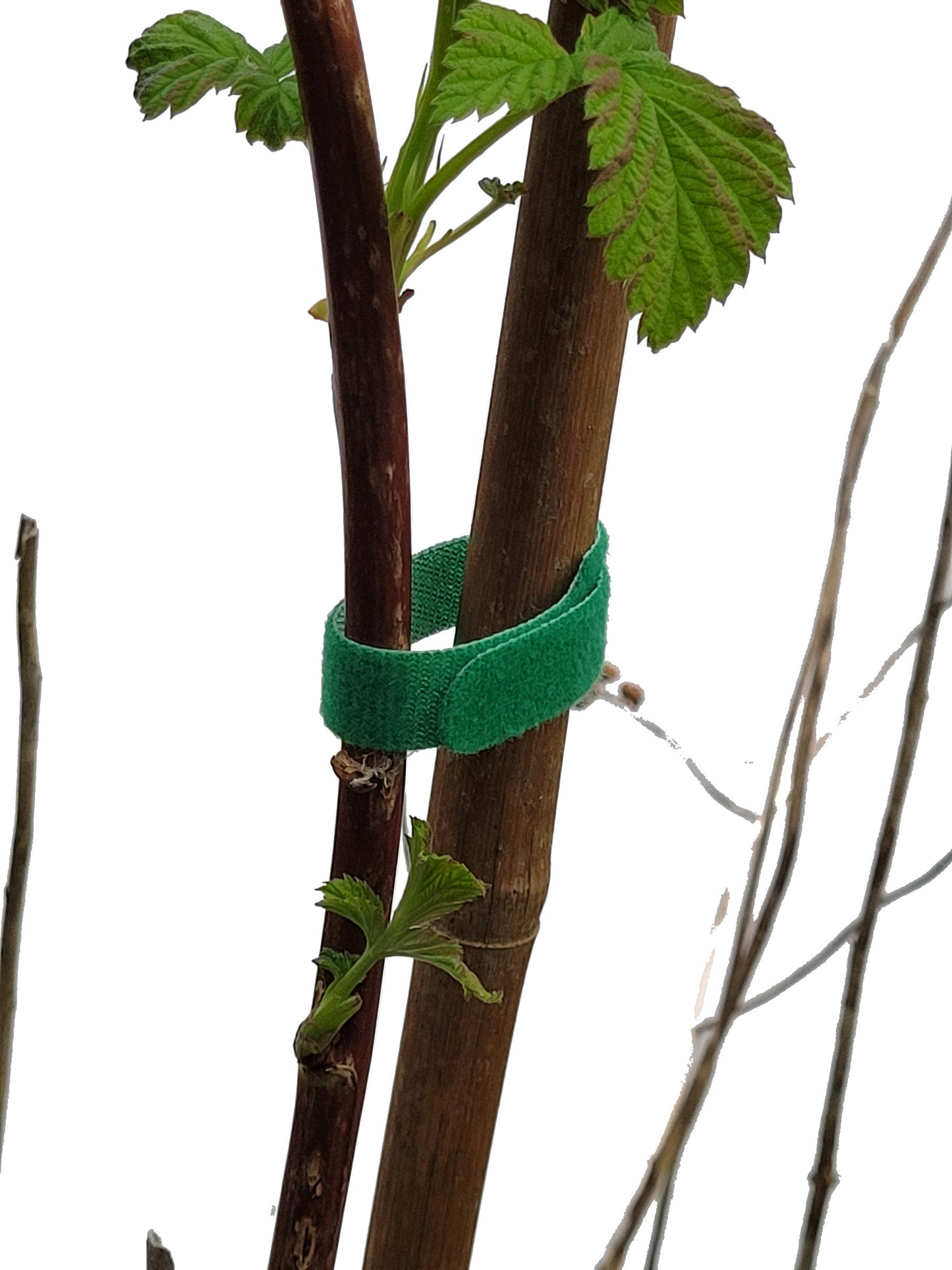 Reusable Adjustable Hook and Loop Plant Ties