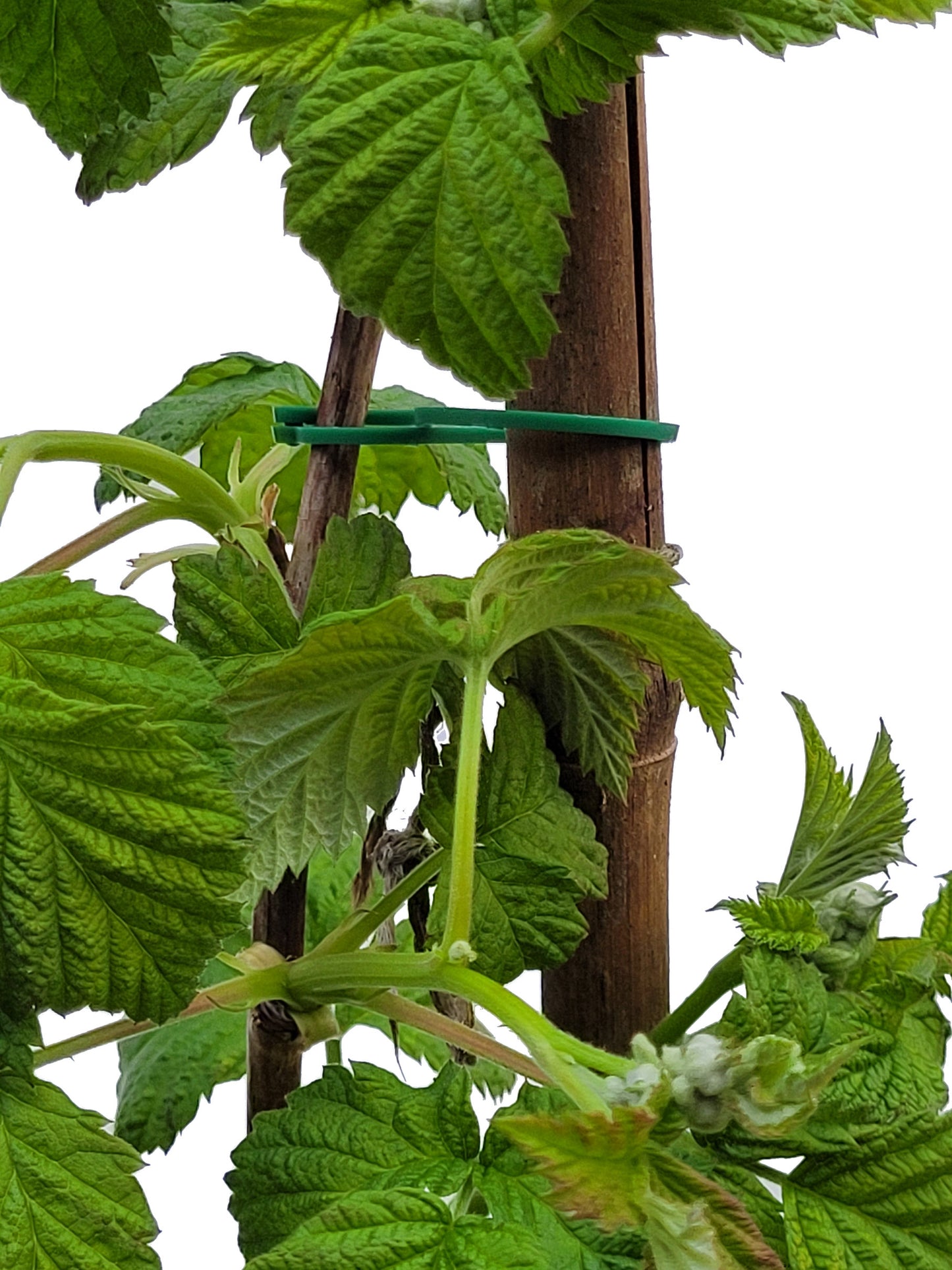 Reusable Adjustable Plant Ties Loops
