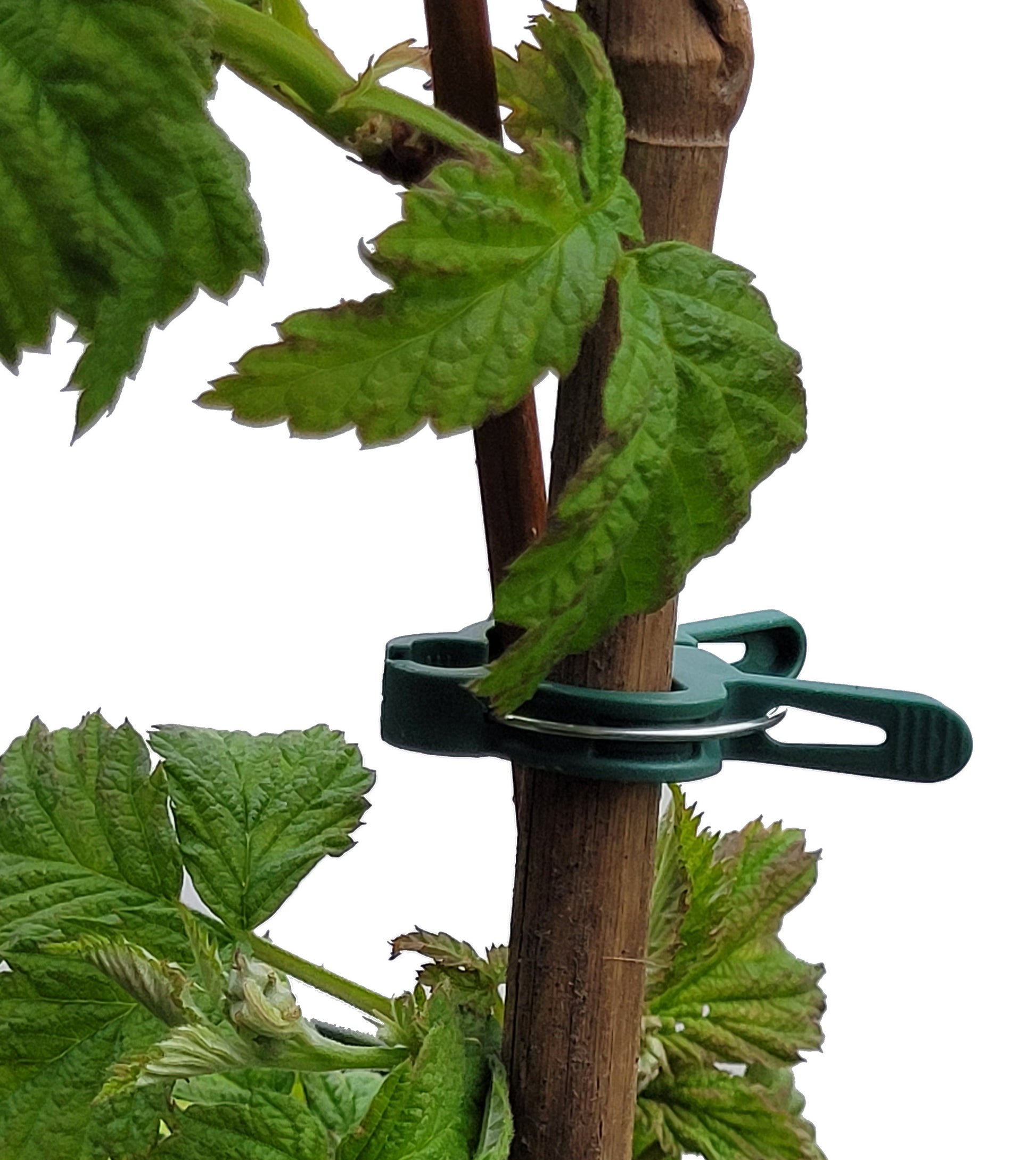Reusable Adjustable Plant Ties Clips (Pack of 20)